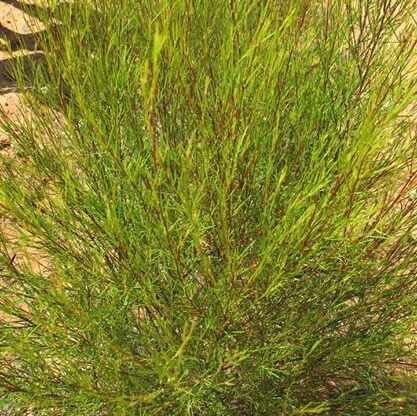 Rooibos plant op theeplantage