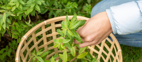 Van kruidenplant naar verveine kruidenthee