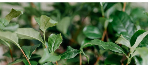 duurzame verse groene theebladeren