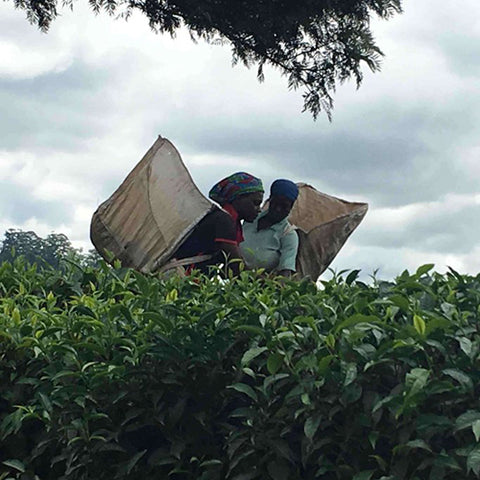 Theeplukker op theeplantage in Malawi