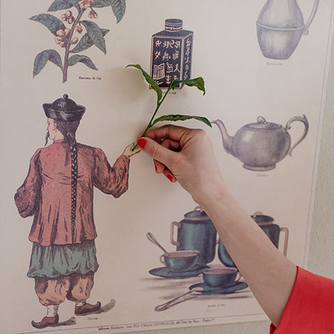 Antieke theeposten en vers blaadje van de theeplant camellia sinensis