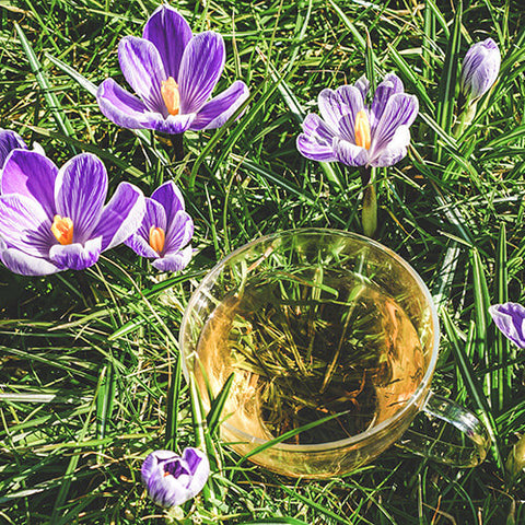 Glazen theekop met oolong thee in een grasveld met krokussen.